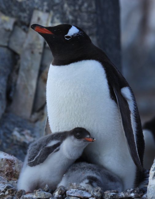 Penguin with
chick