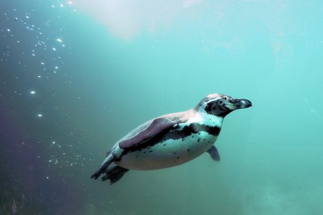Penguins Are Different from Other Birds As they are Excellent
Swimmers