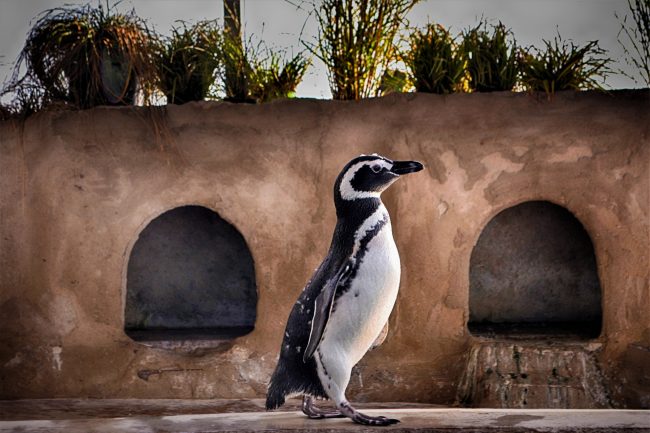 Penguins
Share Several Traits With Birds