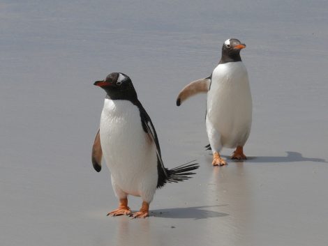 Penguins exploring
coast