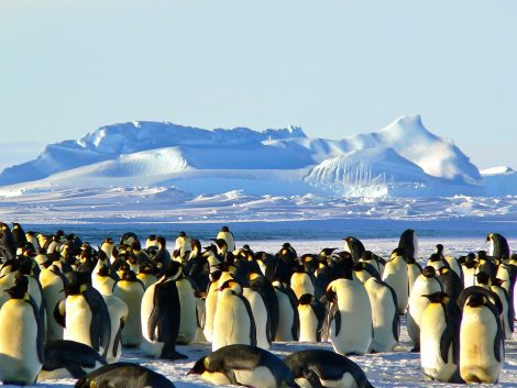 Penguins staying
warm in group
