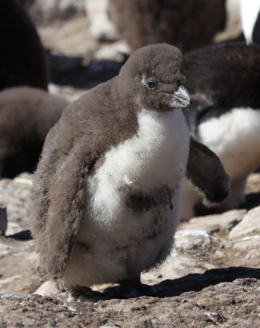 Rockhopper Penguin
      Chick