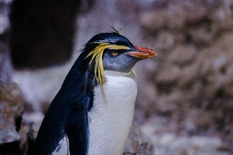 Rockhopper
Penguins