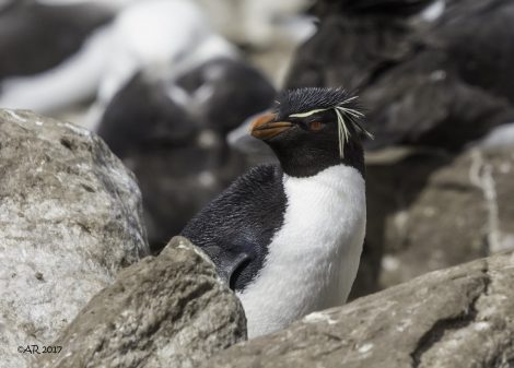 Rockhopper
penguin
