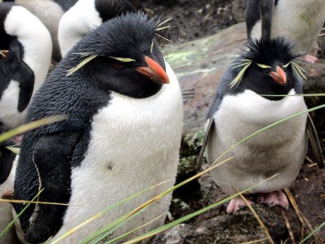 Rockhopper
penguins