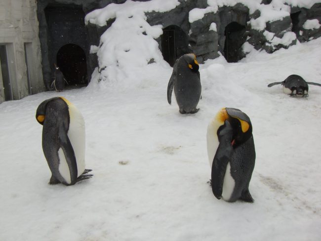 Standing Up
Sleeping penguins