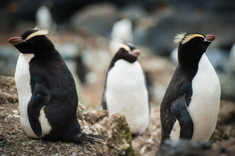 Snares
penguin