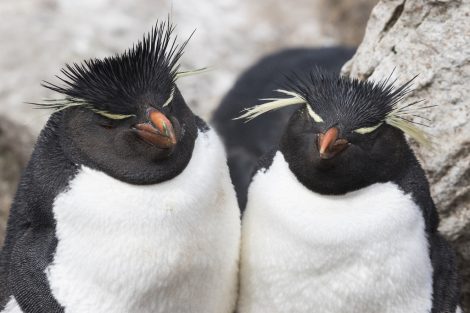 Southern Rockhopper
penguins