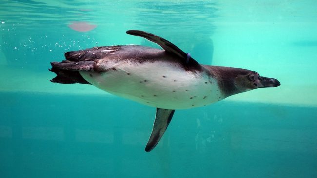 Swimming
Adelie penguin