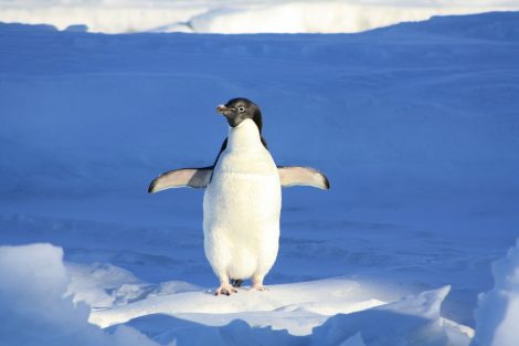 The Social Nature of Penguins Makes Them a Popular Attraction in
Zoos