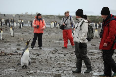 Tourists and King
penguins