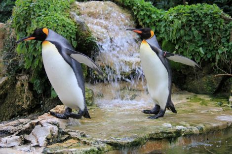 Waddling King
Penguins