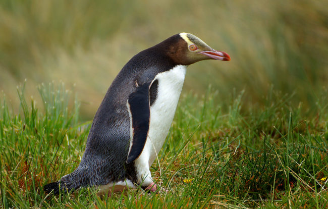 Yellow-Eyed
      Penguin