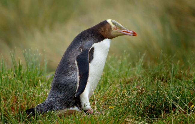 Yellow-eyed
Penguins