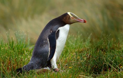 Yellow-eyed
penguin