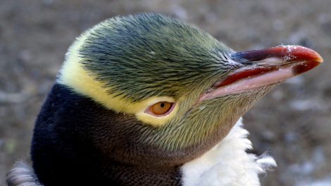 Yellow-eyed
penguin