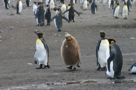 Young Emperor
      penguins