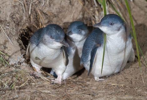 fairy
penguins/little penguins