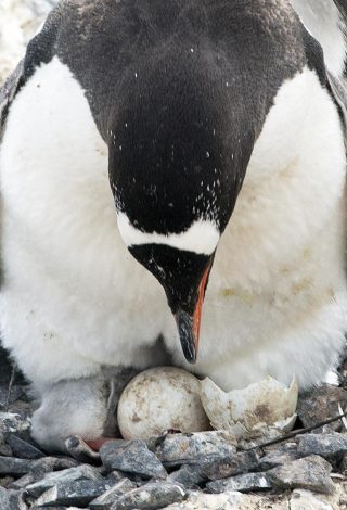 gentoo baby penguins
eggs