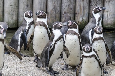humboldt penguins