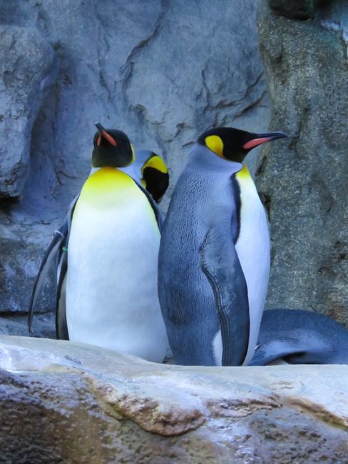 king
penguins in calgary zoo