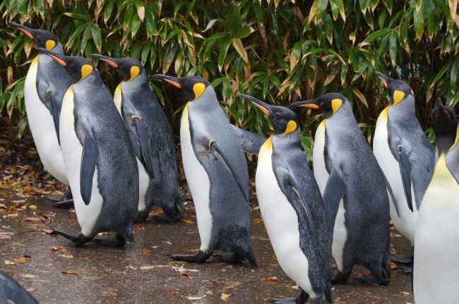 king
penguin walking in zoo