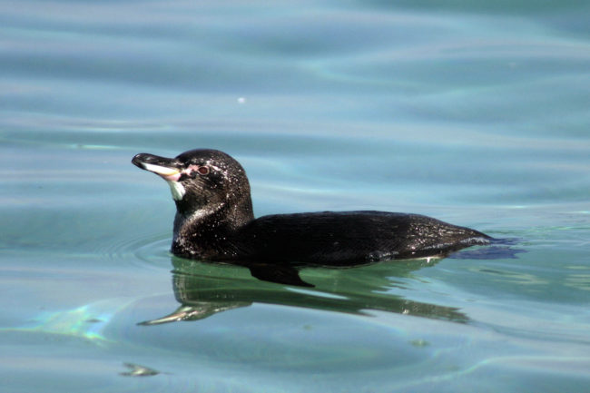 Male adult
Galápagos penguin (Spheniscus mendiculus) swimming on Isabela Island off Moreno
Point, Galapagos Islands.