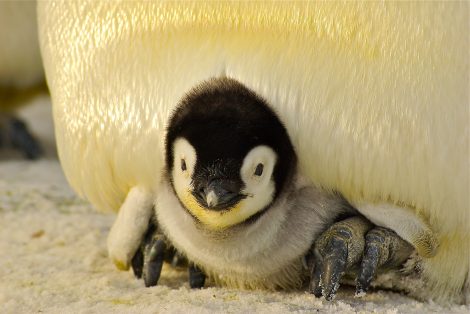 penguin with baby
chick