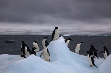 are there penguins in
alaska?