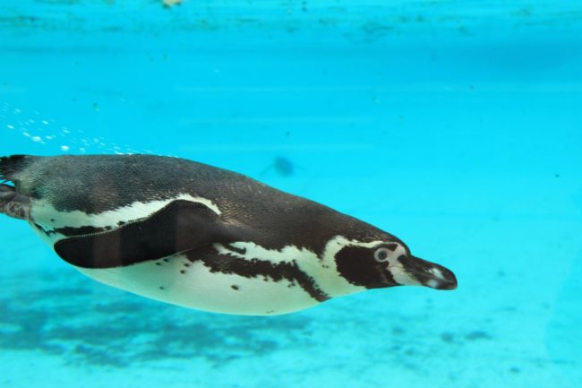 penguins
underwater