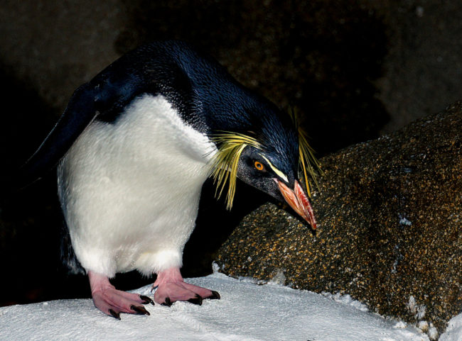 Webbed
penguins feet